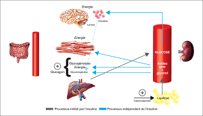 Métabolisme 